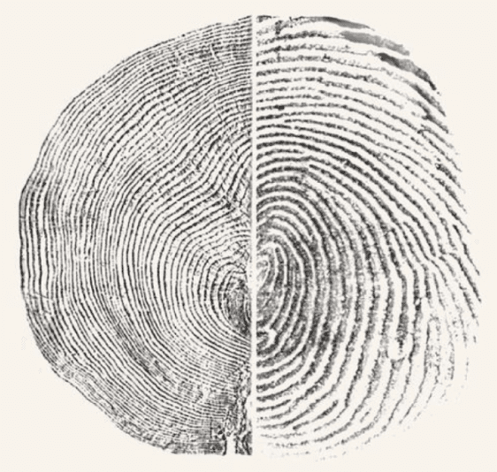 Split fingerprint illustration representing a personalized FateTell FateBook